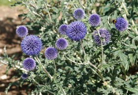 Blaue Kugeldistel, Echinops ritro subsp. Ruthenicus, etnobotanika